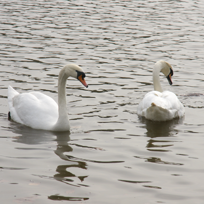 Swans, par Xavier E. G. Dierick